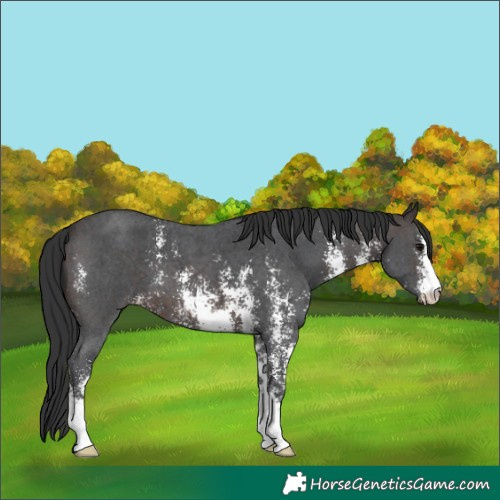 Horse Color:Brown Sabino