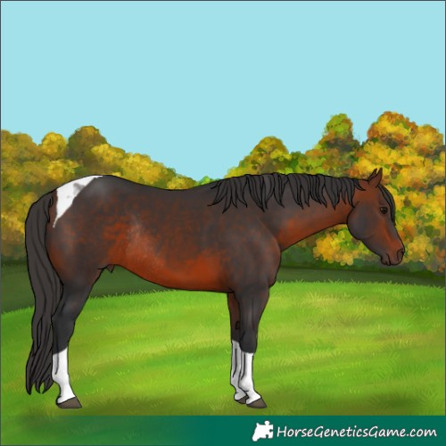Horse Color:Bay Tobiano Rabicano