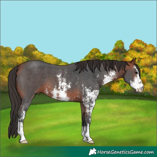 Horse Color:Bay Sabino