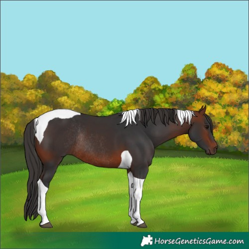 Horse Color:Bay Tobiano Rabicano
