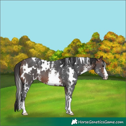 Horse Color:White Spotted Brown Sabino 