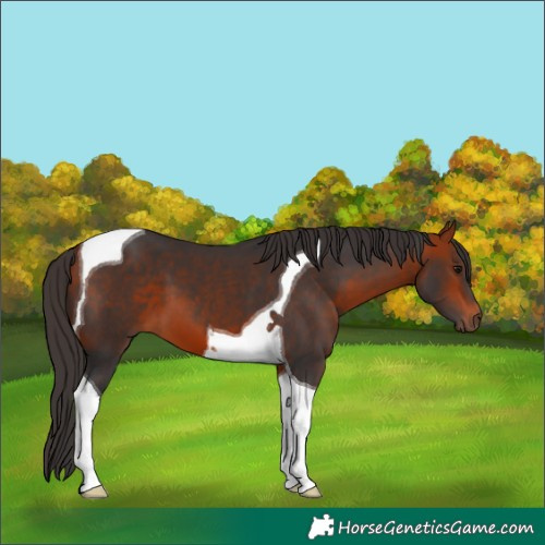 Horse Color:Bay Tobiano 