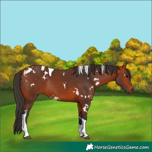 Horse Color:White Spotted Bay Tobiano Rabicano 