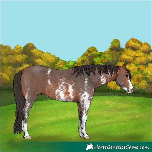Horse Color:Bay Sabino 