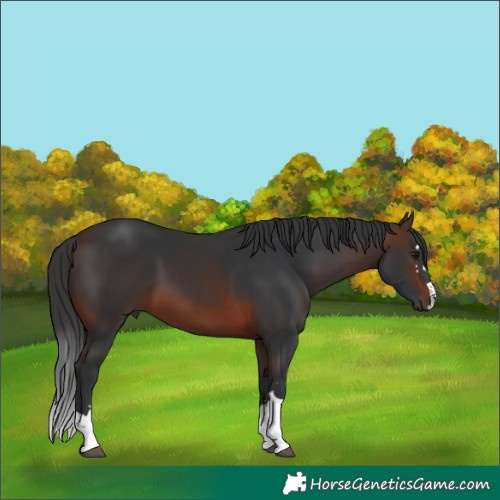 Horse Color:Brown Rabicano 