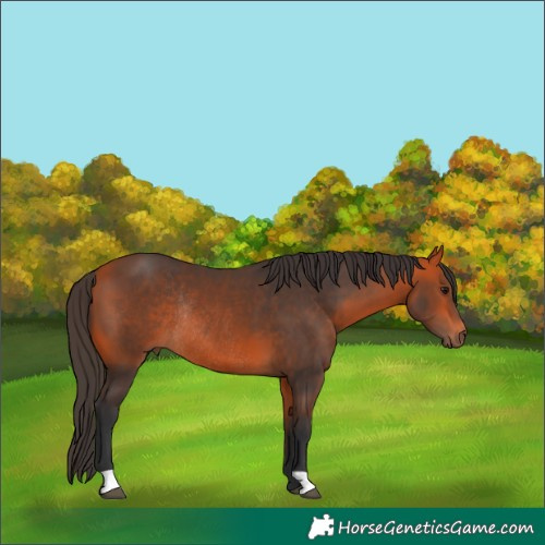 Horse Color:Bay Rabicano 