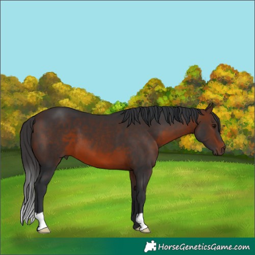 Horse Color:Brown 