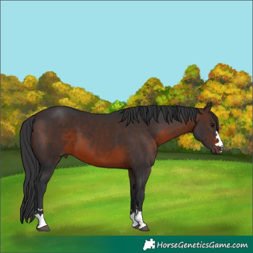Horse Color:Brown