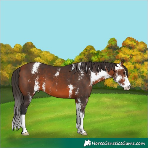 Horse Color:Bay Sabino 