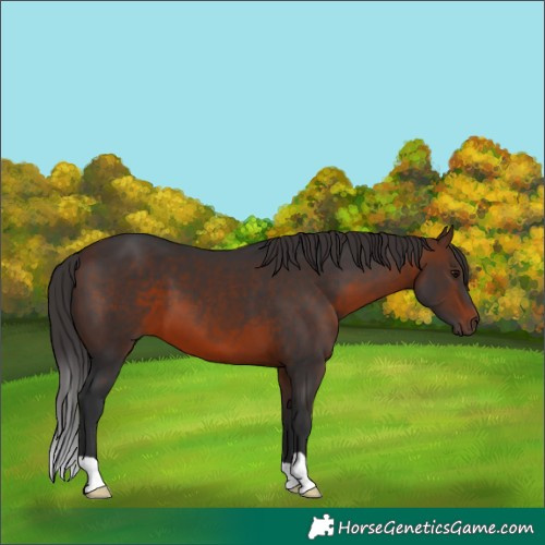 Horse Color:Brown 