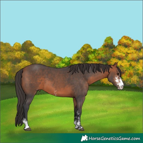 Horse Color:Bay Sabino