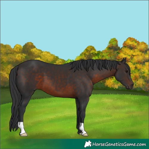 Horse Color:Brown 
