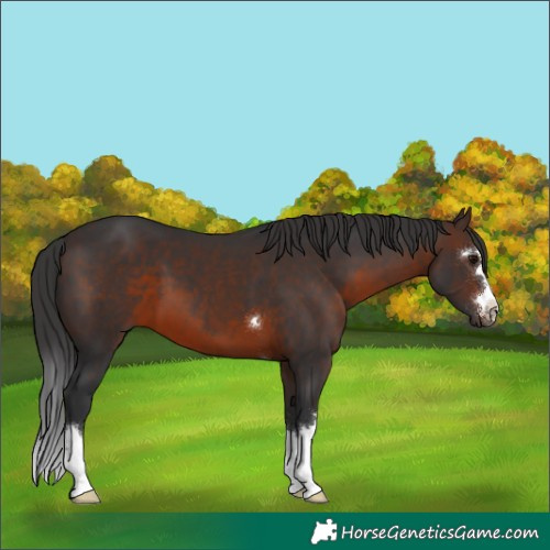 Horse Color:Brown 