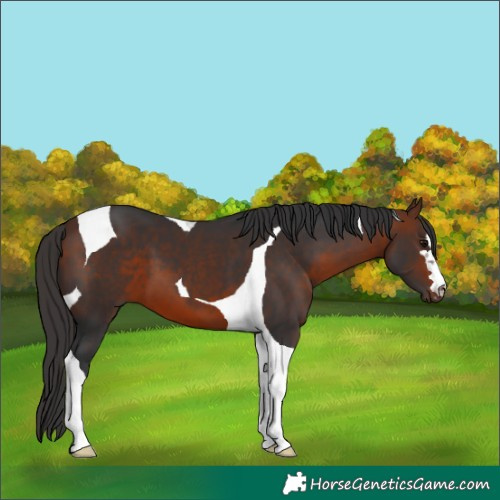 Horse Color:Bay Tobiano 
