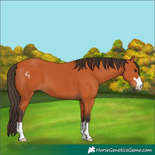 Horse Color:Bay 