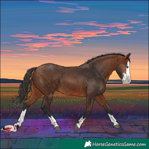 Horse Color:Bay Splash