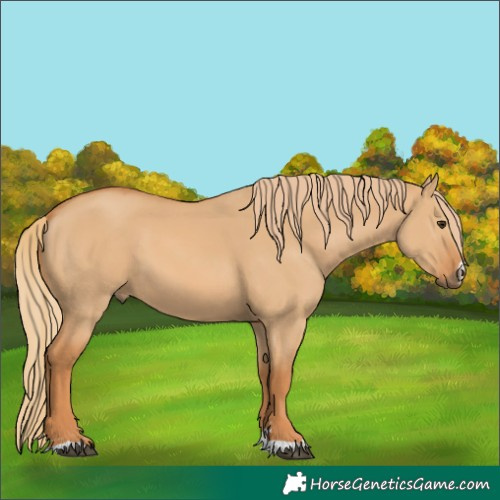 Horse Color:Red Dun