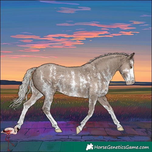 Horse Color:Silver Grullo Sabino Rabicano