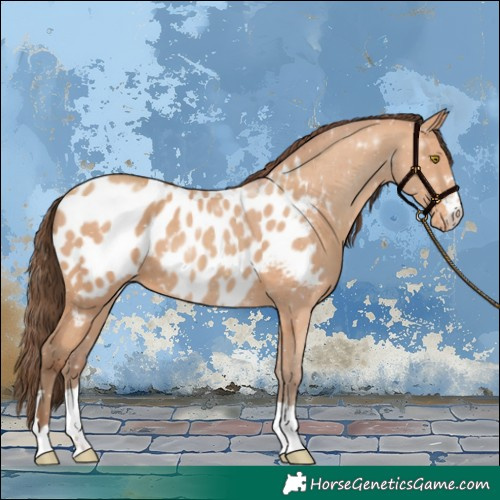 Horse Color:Amber Champagne Appaloosa 