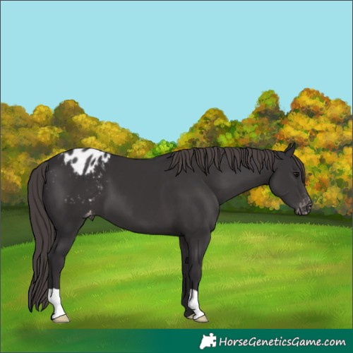 Horse Color:Smoky Black Blanket 