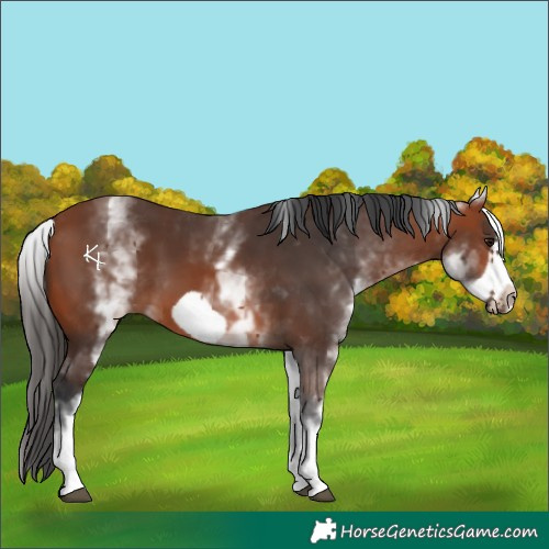 Horse Color:White Spotted Bay Frame 