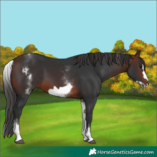 Horse Color:White Spotted Brown Frame