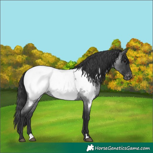 Horse Color:Blue Roan Near Fewspot
