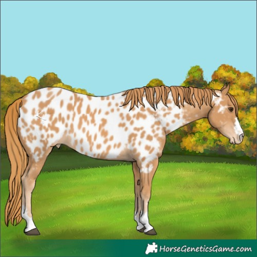 Horse Color:Chestnut Appaloosa 
