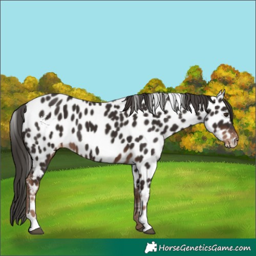 Horse Color:Liver Chestnut Appaloosa 