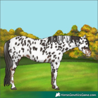 Horse Color:Liver Chestnut Appaloosa