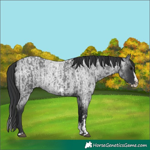 Horse Color:Blue Roan Sabino Splash and Blue Roan Sabino Splash