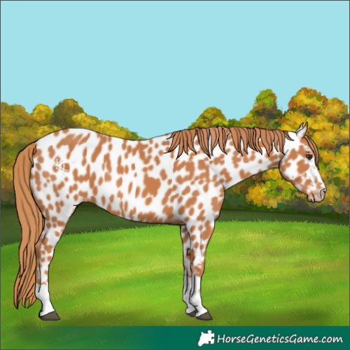 Horse Color:Chestnut Appaloosa