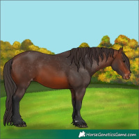 Horse Color:Brown Varnish