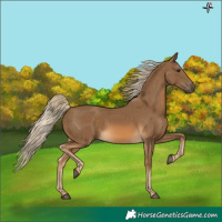 Horse Color:Chocolate Palomino