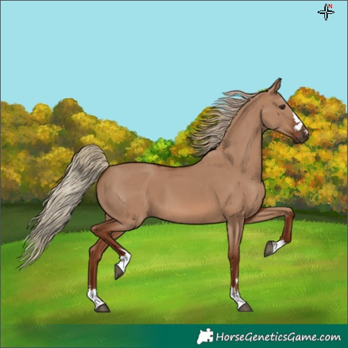 Horse Color:Red Dun 