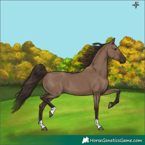 Horse Color:Liver Red Dun