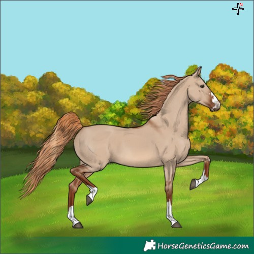 Horse Color:Red Dun 