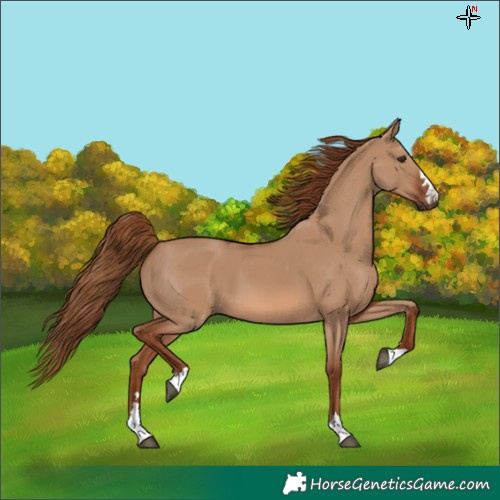 Horse Color:Red Dun 