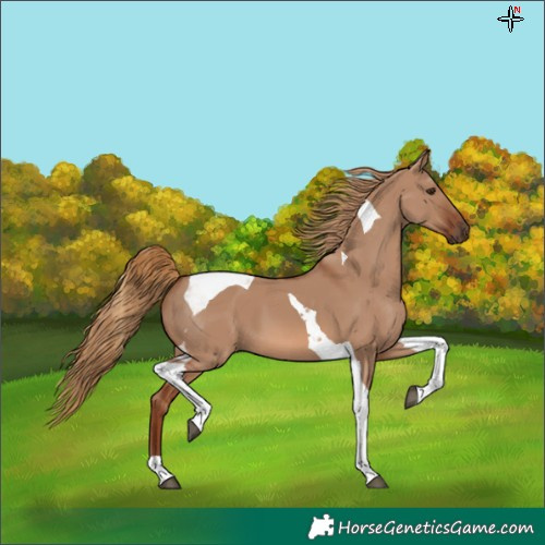 Horse Color:Red Dun Tobiano