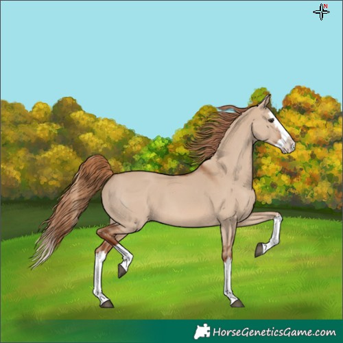 Horse Color:Red Dun Splash