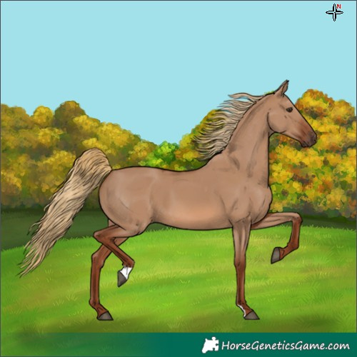 Horse Color:Red Dun 