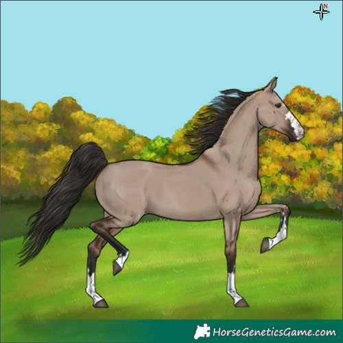 Horse Color:Liver Red Dun 