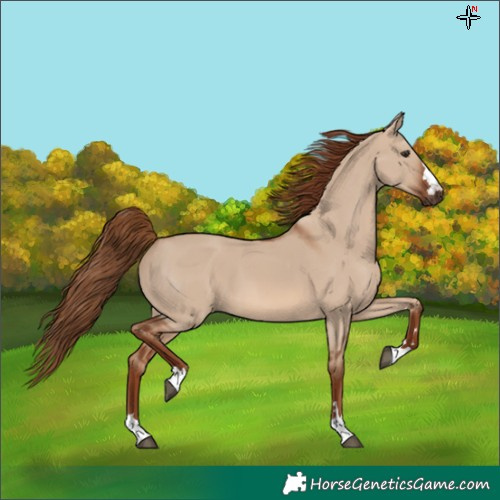Horse Color:Red Dun