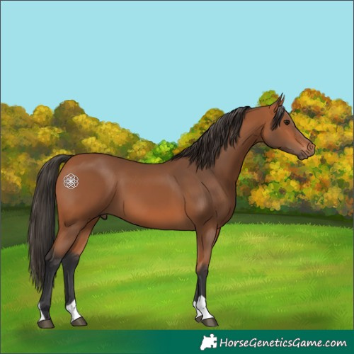 Horse Color:Bay 