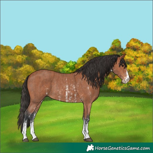 Horse Color:Bay Sabino Rabicano and Bay Sabino Rabicano