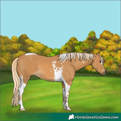 Horse Color:Palomino Tobiano