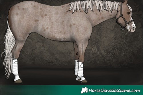 Horse Color:Silver Blue Roan Sabino 