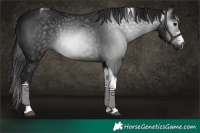 Horse Color:Gray Black Tobiano 