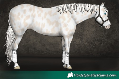 Horse Color:Cremello Near Leopard