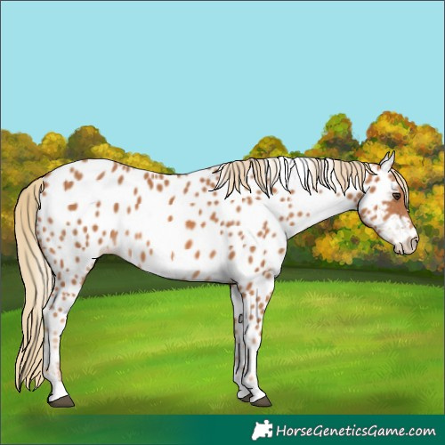 Horse Color:Chestnut Appaloosa